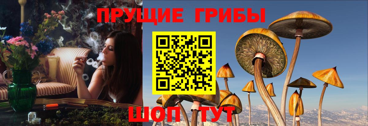 Железногорск  сколько стоит  Вход с VPN  Псилоцибиновые грибы Psilocybine cubensis 